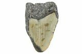 Partial, Fossil Megalodon Tooth - North Carolina #381544-1